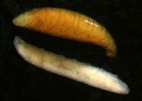 Pale larva and yellow pupa