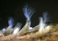 Live specimen showing tentacles