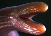 Y-shaped tail end of a horse hair worm