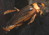 Adult with strong yellow and black striping