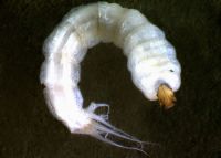 Late instar larva with tail filaments