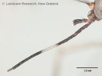 <em>Ochlerotatus (Finlaya) notoscriptus</em> proboscis 
