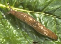 marsh slug, Agriolimacidae: <em>Deroceras laeve</em> (Mūller, 1774)