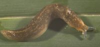 yellow cellar slug, Limacidae: <em>Limacus flavus</em> (Linnaeus, 1758)