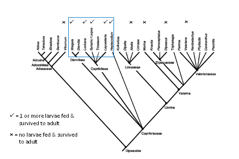 Figure 1. application of names according to the pholgenetic taxonomy of Donoghue et al. (2001).