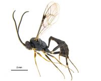 No Glymma, the ovipositor is very short, barely visible, but females of <em>Campoplex</em> have a longer ovipositor, projecting beyond apex of metasoma by at least 0.5 times its length.