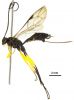 Spiracle is at or before the centre of T1, a deep glymma on T1, the ovipositor length distinct but not longer than the body, a petiolate areolet in the forewing