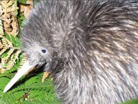 Kiwi