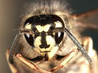 Common wasp (<em>Vespula vulgaris</em>)