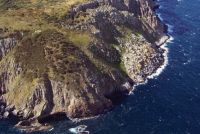 Tasman Island off the coast of Tasmania. Image - Grant Norbury.