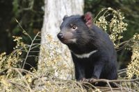 Tasmanian devil. Image - iStock.