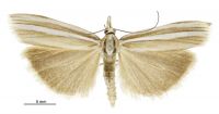 Orocrambus scutatus (male). Crambidae: Crambinae. Endemic