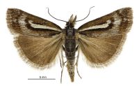 Orocrambus machaeristes (male). Crambidae: Crambinae. Endemic