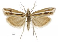 Orocrambus corruptus (male). Crambidae: Crambinae. Endemic