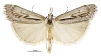 Tawhitia pentadactyla (male). Crambidae: Crambinae. Endemic
