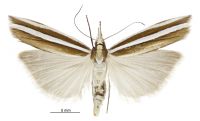 Orocrambus siriellus (male). Crambidae: Crambinae. Endemic