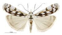 Orocrambus xanthogrammus (female). Crambidae: Crambinae. Endemic