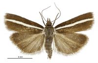 Orocrambus aethonellus (male). Crambidae: Crambinae. Endemic