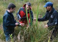 Scott Bartlam (Landcare Research) with Waikato-Tainui tribal members and Waikato Raupatu River Trust Wetland Scholarship recipients, Joshua Ormsby (Puurekireki Marae and Jonathan Brown (Maurea Marae) discussing the colour of the harakeke Phormium tenax leaf edge, which was traditionally thought to be an indicator of the quality of the flax fibre by weavers.