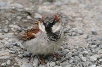 House Sparrow.