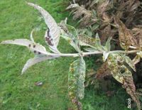 Buddleia weevil adults, larvae and feeding damage. Image - SCION