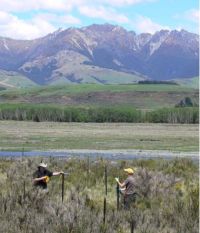 Simon Fowler and Jesse Bythell setting up broom plots at Wilderness Reserve.