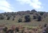 Coromandel site. A natural stand where scattered, small plants are becoming established in a grazed paddock