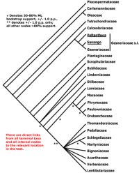 Fig. 1. Phylogenetic tree of the Order Lamiales (source: http://www.mobot.org/mobot/research/apweb/orders/lamialesweb.htm).