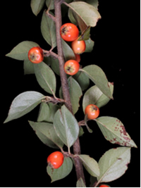 <em>Cotoneaster simonsii</em>