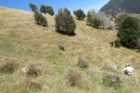 Plot-based plant survey in Wairau Valley.