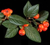 <em>Cotoneaster franchetti</em>.