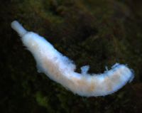 Nemertean worm
