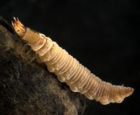 Hydrophylid larva beetle