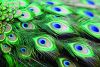 Peacock feathers. Image - IStock