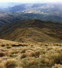 Figure 1. Main ridge of study site, Mount Cardrona. Image - BJA. 