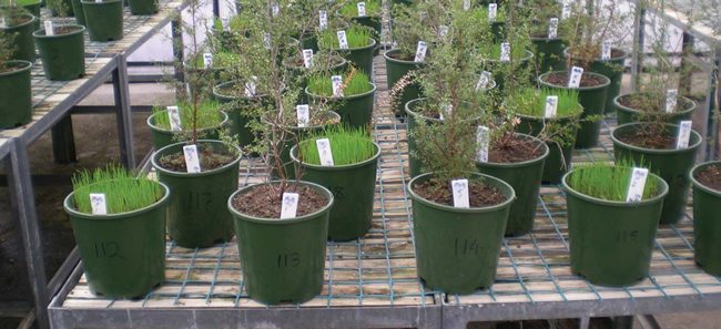 Figure 1. Potted plants of perennial ryegrass (Lolium perenne), mānuka (Leptospermum scoparium) and kānuka (Kunzea ericoides) used to investigate die-off of pathogens in soil.