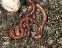 Figure 1. <em>Eisenia fetida</em> (red compost worm).