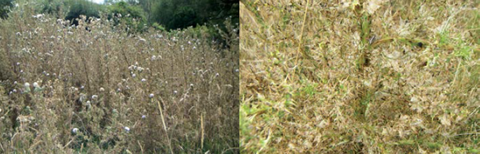 Thistles defoliated by the green thistle beetle near Masterton (L). Close up of a defoliated thistle (R). Image - Harvey Phillips