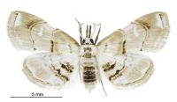 Trichophysetis cf. cretacea (female). Crambidae: Cybalomiinae. Adventive