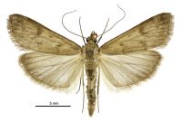 Achyra affinitalis (male). Crambidae: Pyraustinae. Immigrant / adventive