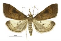 Mnesictena pantheropa (female). Crambidae: Spilomelinae. Endemic