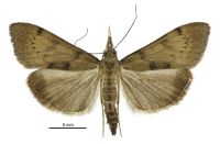 Uresiphita polygonalis (male). Crambidae: Pyraustinae. Endemic