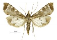 Leucinodes cordalis (female). Crambidae: Spilomelinae. Native