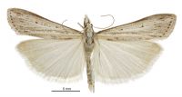 Scoparia s.l. niphospora (male). Crambidae: Scopariinae. Endemic