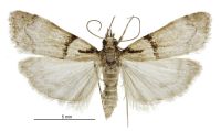 Eudonia colpota (male). Crambidae: Scopariinae. Endemic