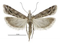 Scoparia s.l. exilis (female). Crambidae: Scopariinae. Endemic