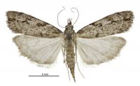Eudonia cymatias (female). Crambidae: Scopariinae. Endemic