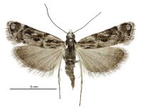 Scoparia s.l. gracilis (female). Crambidae: Scopariinae. Endemic
