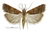 Eudonia feredayi (female). Crambidae: Scopariinae. Endemic
