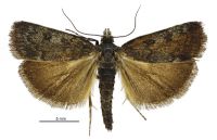 Scoparia sideraspis (male). Crambidae: Scopariinae. Endemic
